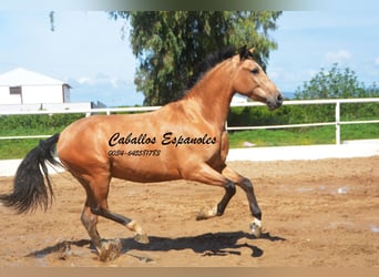 Andaluso, Castrone, 6 Anni, 162 cm, Falbo