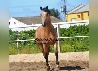 Andaluso, Castrone, 6 Anni, 162 cm, Falbo