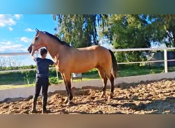 Andaluso, Castrone, 6 Anni, 162 cm, Falbo