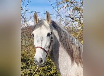 Andaluso, Castrone, 6 Anni, 163 cm, Grigio pezzato