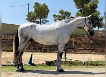Andaluso, Castrone, 6 Anni, 164 cm, Grigio