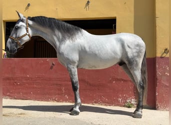 Andaluso, Castrone, 6 Anni, 164 cm, Grigio
