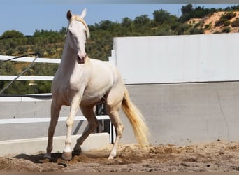 Andaluso, Castrone, 6 Anni, 164 cm, Perlino
