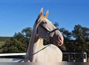 Andaluso, Castrone, 6 Anni, 164 cm, Perlino