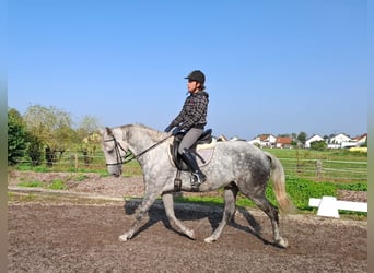 Andaluso Mix, Castrone, 6 Anni, 168 cm, Grigio pezzato