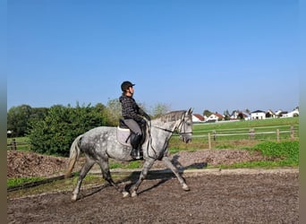 Andaluso Mix, Castrone, 6 Anni, 168 cm, Grigio pezzato