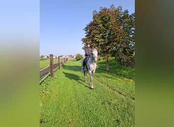 Andaluso Mix, Castrone, 6 Anni, 168 cm, Grigio pezzato