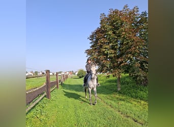 Andaluso Mix, Castrone, 6 Anni, 168 cm, Grigio pezzato