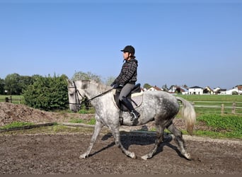 Andaluso Mix, Castrone, 6 Anni, 168 cm, Grigio pezzato