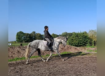 Andaluso Mix, Castrone, 6 Anni, 168 cm, Grigio pezzato