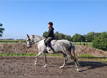 Andaluso Mix, Castrone, 6 Anni, 168 cm, Grigio pezzato