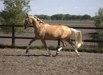 Andaluso, Castrone, 6 Anni, 168 cm, Palomino