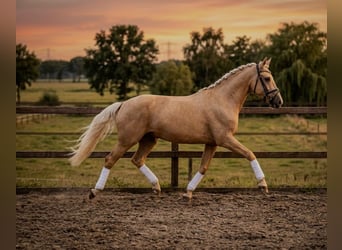Andaluso, Castrone, 6 Anni, 168 cm, Palomino