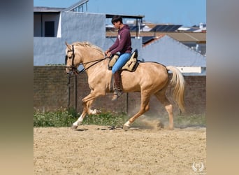 Andaluso Mix, Castrone, 6 Anni
