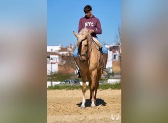 Andaluso Mix, Castrone, 6 Anni