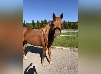 Andaluso, Castrone, 7 Anni, 145 cm, Sauro