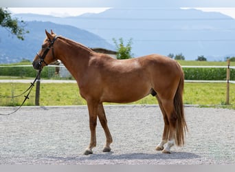 Andaluso, Castrone, 7 Anni, 145 cm, Sauro