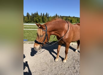 Andaluso, Castrone, 7 Anni, 145 cm, Sauro