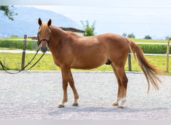 Andaluso, Castrone, 7 Anni, 145 cm, Sauro