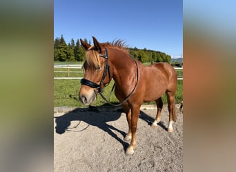 Andaluso, Castrone, 7 Anni, 145 cm, Sauro