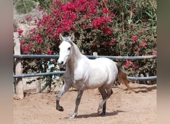Andaluso, Castrone, 7 Anni, 150 cm, Grigio pezzato