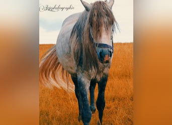 Andaluso, Castrone, 7 Anni, 153 cm, Grigio pezzato