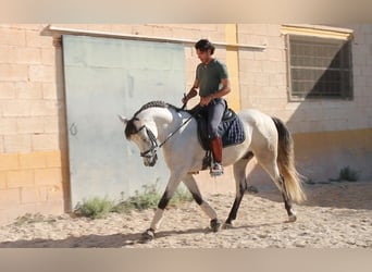Andaluso, Castrone, 7 Anni, 155 cm, Grigio rossastro