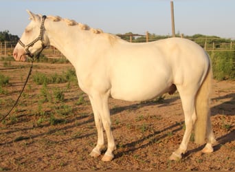 Andaluso, Castrone, 7 Anni, 156 cm