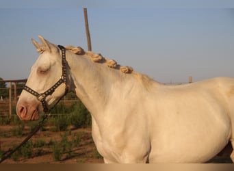 Andaluso, Castrone, 7 Anni, 156 cm
