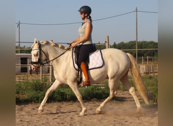 Andaluso, Castrone, 7 Anni, 156 cm