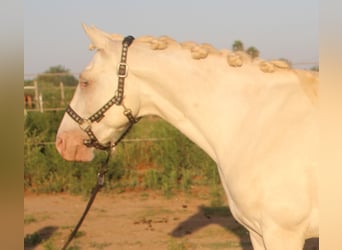 Andaluso, Castrone, 7 Anni, 156 cm