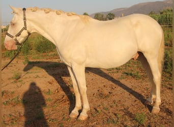 Andaluso, Castrone, 7 Anni, 156 cm