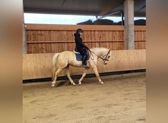 Andaluso Mix, Castrone, 7 Anni, 157 cm, Falbo