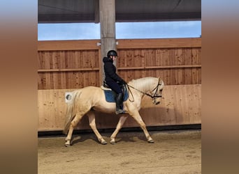 Andaluso Mix, Castrone, 7 Anni, 157 cm, Falbo