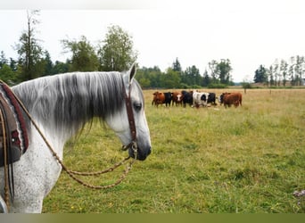 Andaluso, Castrone, 7 Anni, 157 cm, Grigio