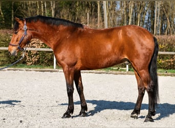 Andaluso, Castrone, 7 Anni, 158 cm, Baio