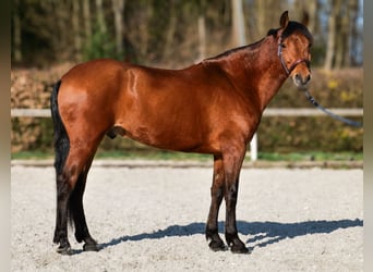 Andaluso, Castrone, 7 Anni, 158 cm, Baio