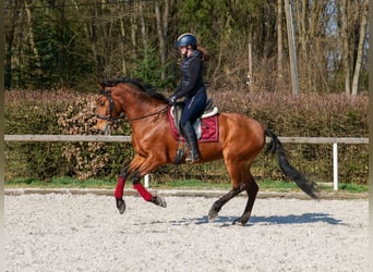 Andaluso, Castrone, 7 Anni, 158 cm, Baio