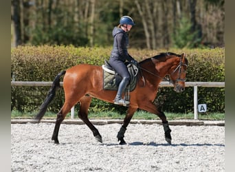 Andaluso, Castrone, 7 Anni, 158 cm, Baio