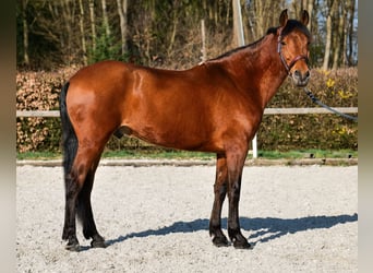 Andaluso, Castrone, 7 Anni, 158 cm, Baio