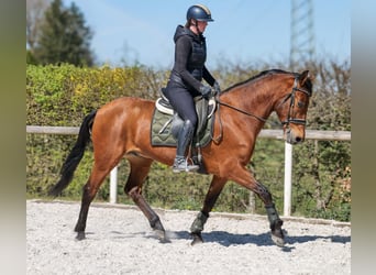 Andaluso, Castrone, 7 Anni, 158 cm, Baio