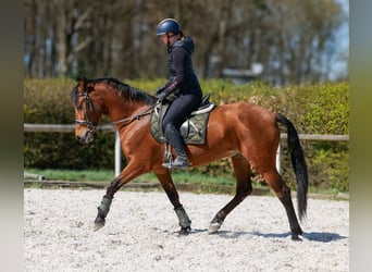 Andaluso, Castrone, 7 Anni, 158 cm, Baio