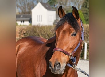 Andaluso, Castrone, 7 Anni, 158 cm, Baio