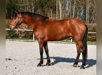 Andaluso, Castrone, 7 Anni, 158 cm, Baio