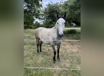 Andaluso, Castrone, 7 Anni, 159 cm, Grigio pezzato