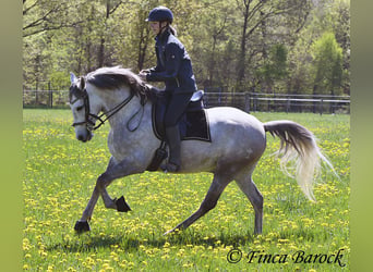 Andaluso, Castrone, 7 Anni, 160 cm, Grigio
