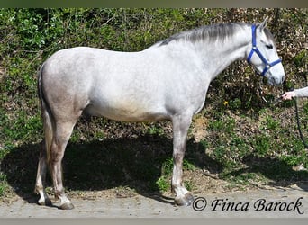 Andaluso, Castrone, 7 Anni, 160 cm, Grigio