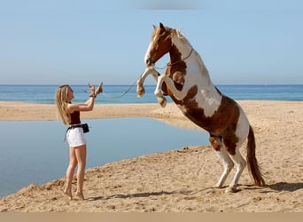 Andaluso, Castrone, 7 Anni, 162 cm, Pezzato