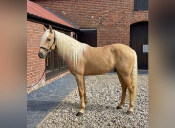 Andaluso, Castrone, 7 Anni, 163 cm, Palomino