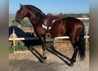 Andaluso Mix, Castrone, 7 Anni, 163 cm, Sauro scuro